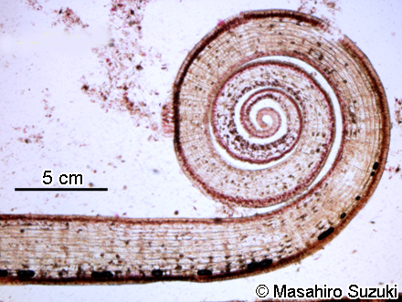 ウミウチワ Padina arborescens